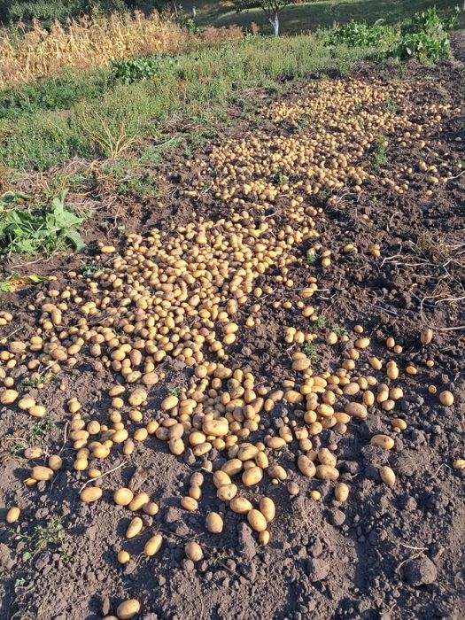 Продам картоплю  високо врожайного сорту Королева Анна  дуже смачну у