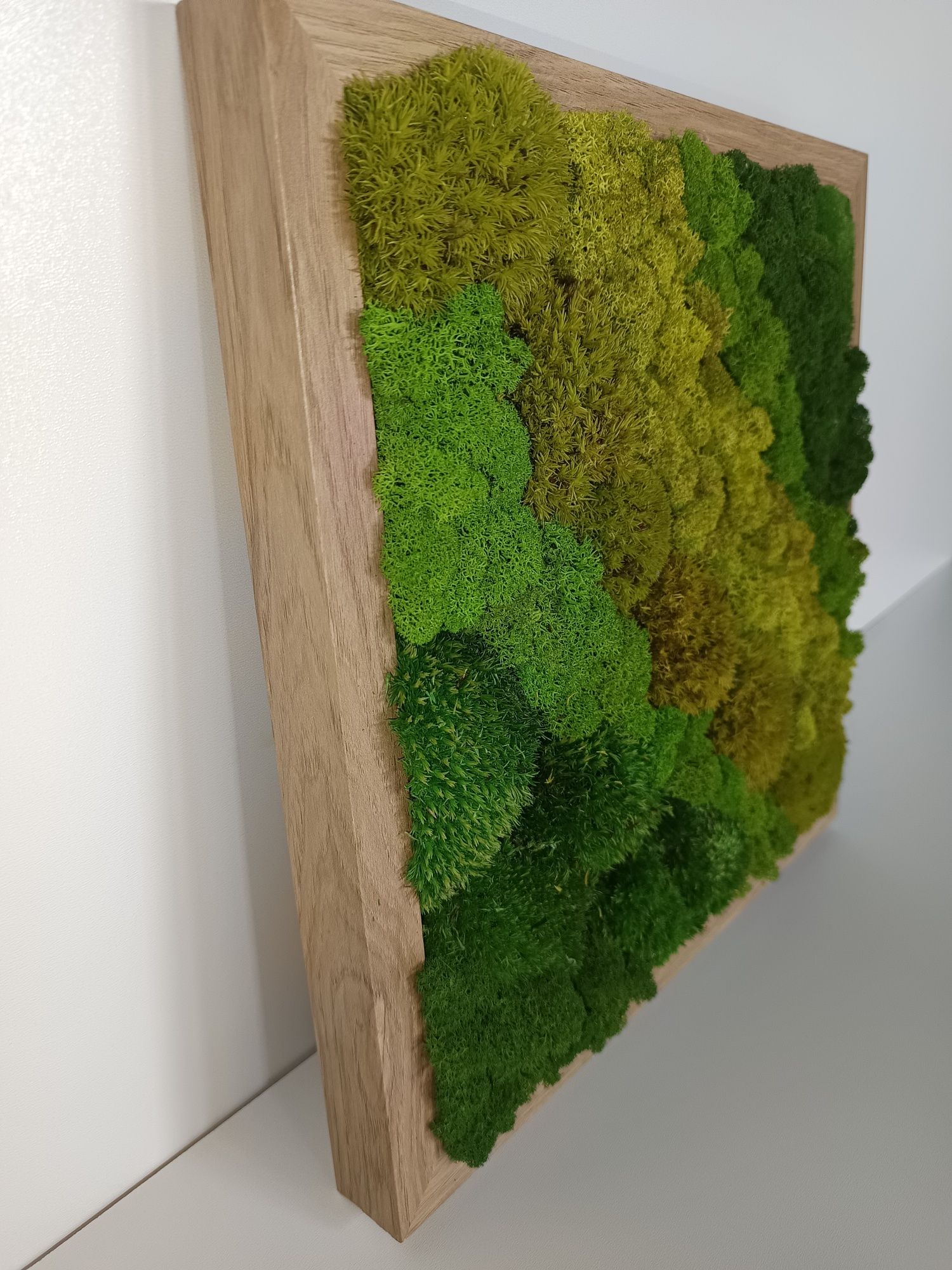 Obraz wiecznie żywy mech chrobotek 32/32cm