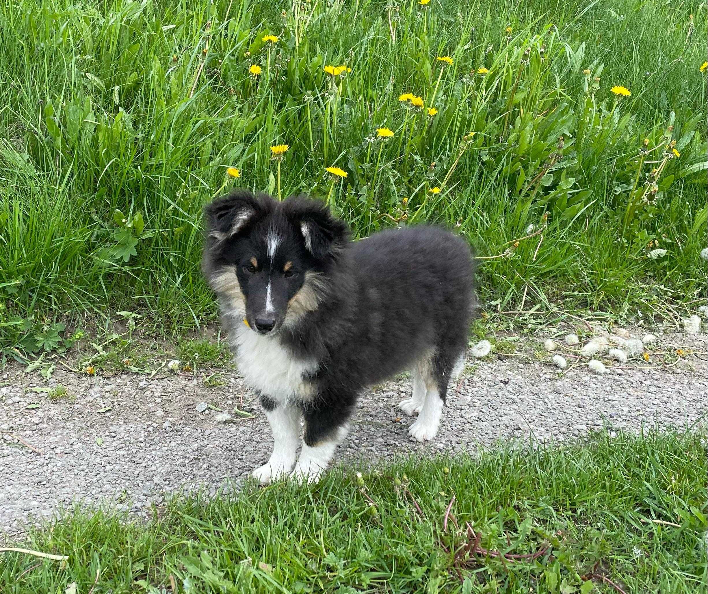 owczarek szetlandzki, sheltie, shetland sheepdog, piesek, ZKwP, FCI