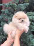 Szpic miniaturowy pomeranian sliczny samczyk typ mini misio