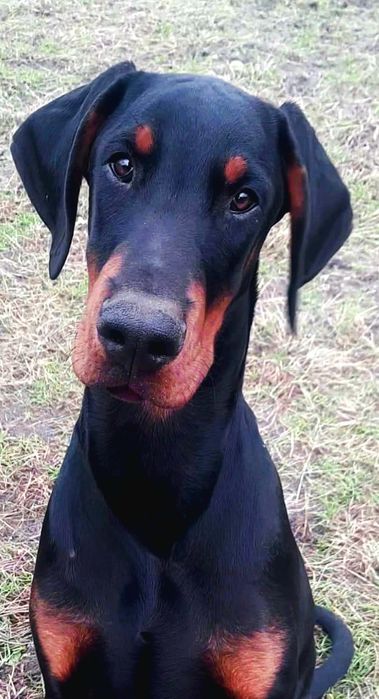 Doberman samiec z wyjątkowego skojarzenia ZKwP/FCI