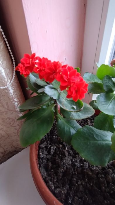 Хойя,санси каланхое.