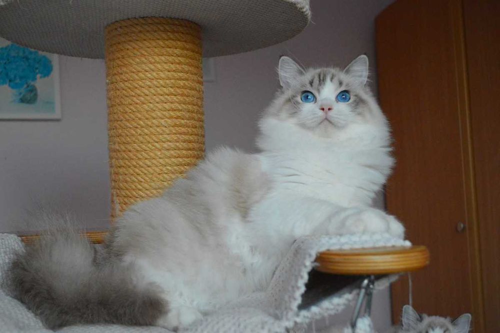 Madison,cudowna w typie koteczka wystawowo-hodowlana