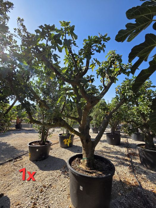 Paisagismo - Portugal