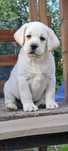 Labrador retriever samiec