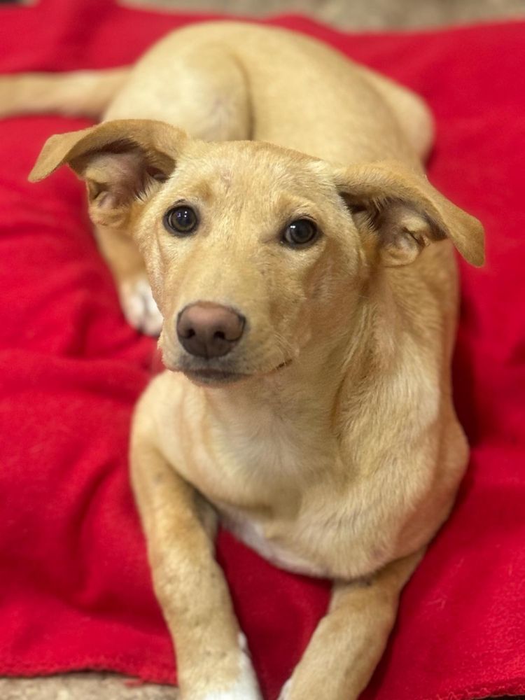 Plutão, o cachorrinho amoroso para adocao