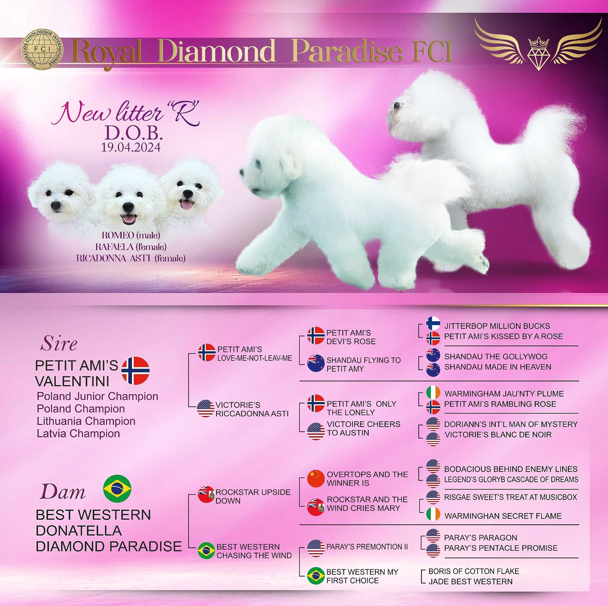 bichon frise suczka  z rodowodem FCI ,do odbioru