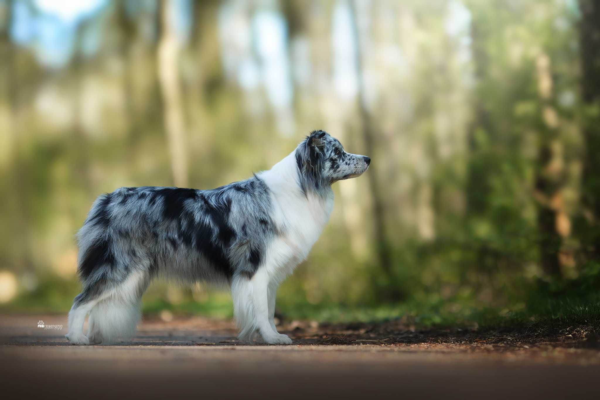 Zapowiedź miotu Border Collie FCI