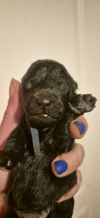 Pudel miniaturowy srebrny