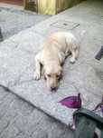 Cadela labrador, extremamente meiga