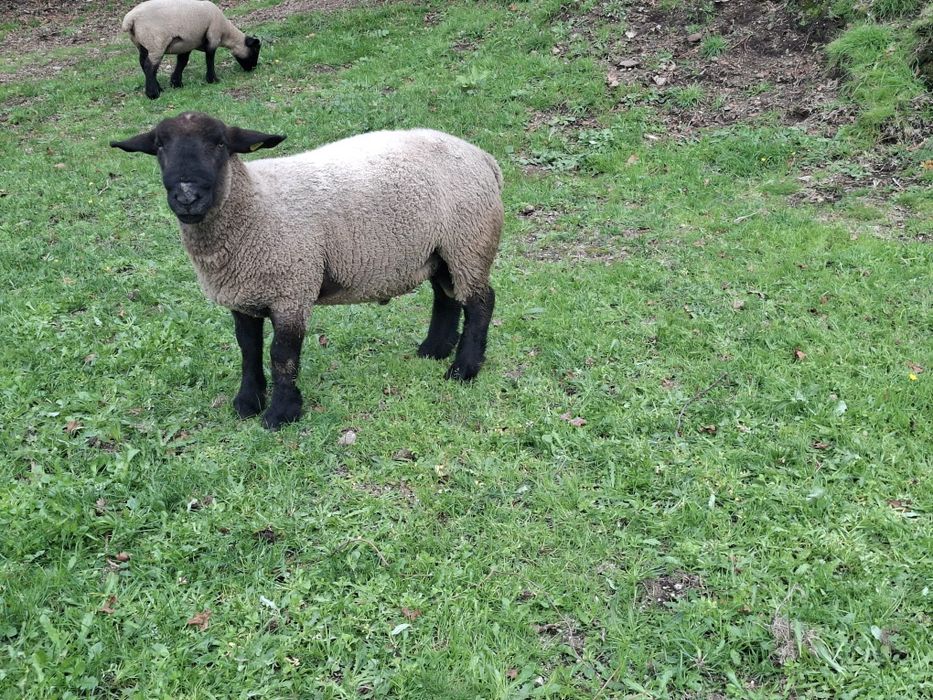 Suffolk Macho (Puro)