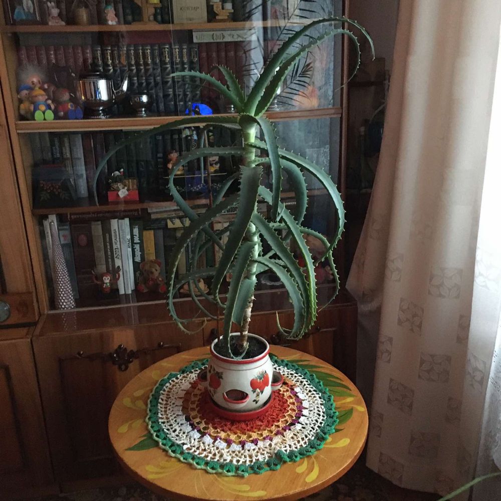 Алоєвера
