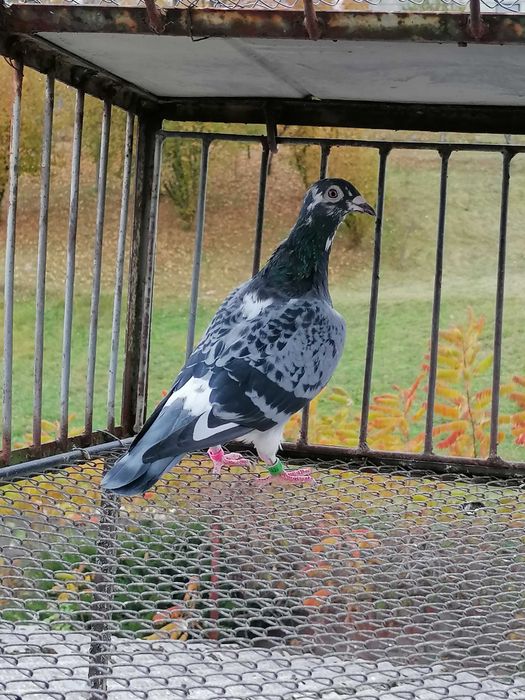 samiczka org. Tomasz Rumiński gołębie pocztowe