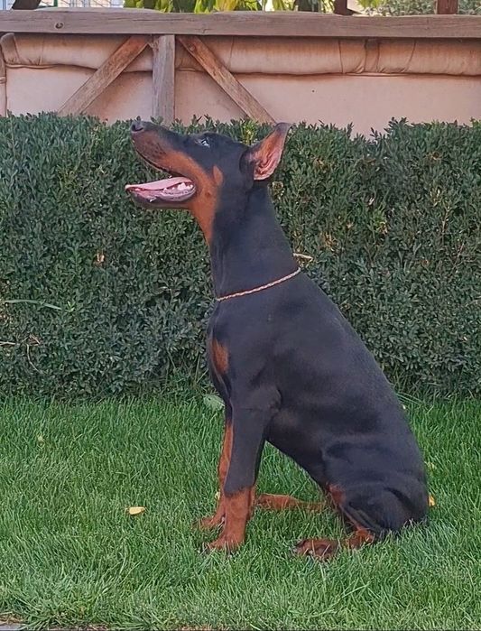 Доберман. Цуценята розплідник .Шикарный щенок добермана