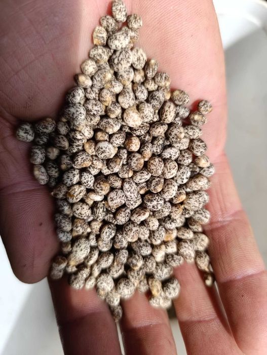 Łubin słodki żółty Mister ekologiczny  - wysyłka 25 kg