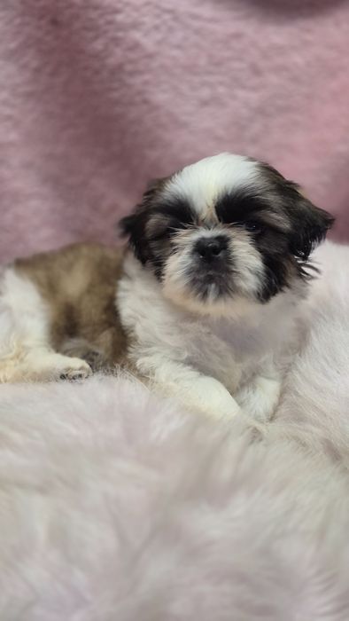Suczka  Shih Tzu