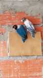 Agapornis personata casal pronto a criar