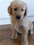 Golden Retriever - złoty piesek
