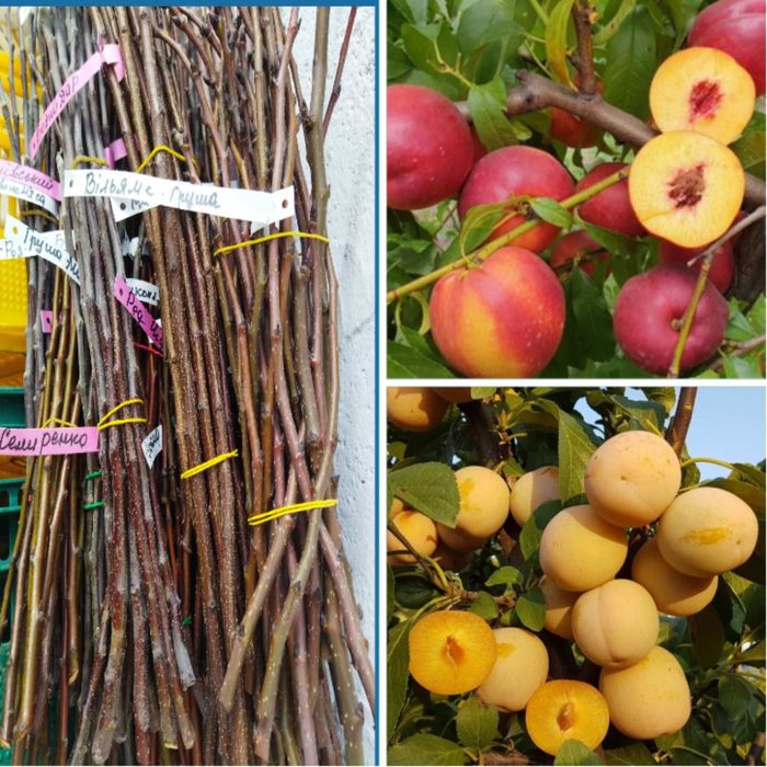 Черенки, живці, чубуки плодових дерев, ожини, смородини, винограда