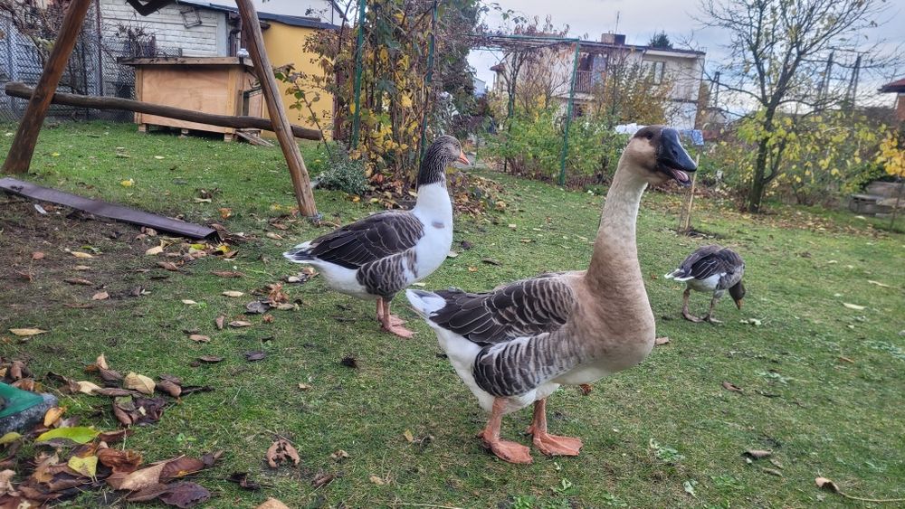 gęsi gęsior kubański