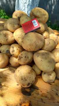 Продаю картоплю Рівєра