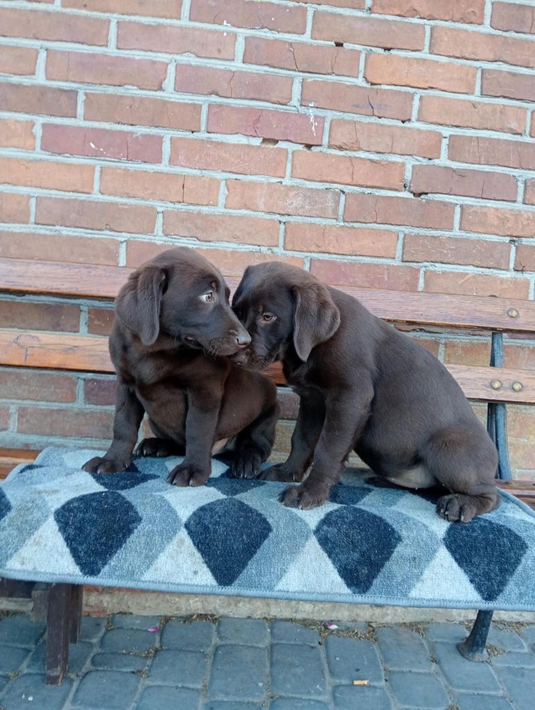 Szczeniak Labrador Retriever