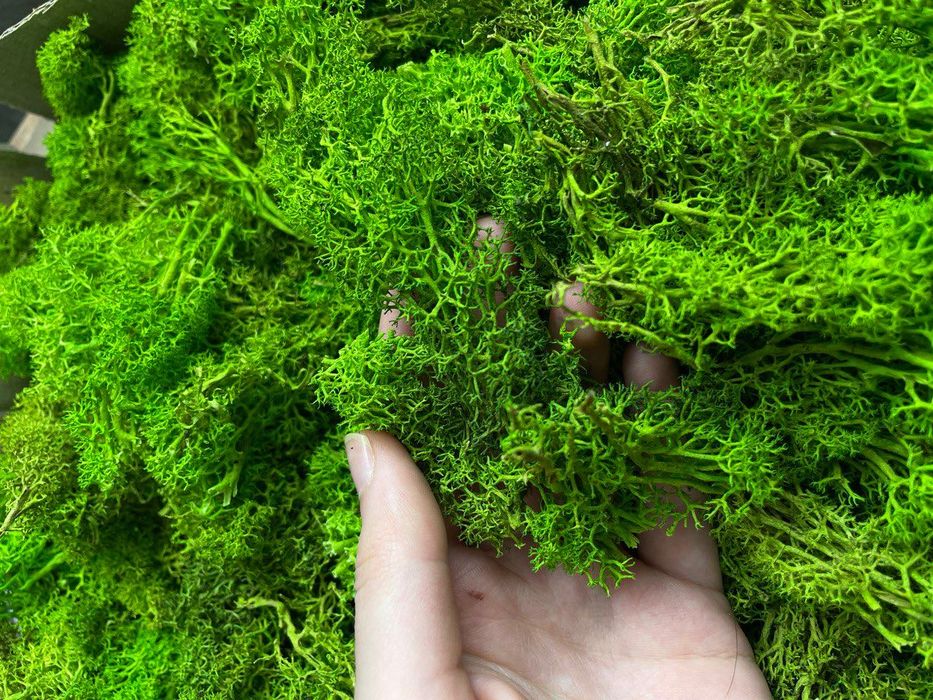 Мох ягель без верхушек.Норвежский мох.Чистый мох