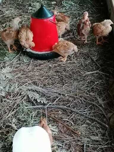 Tenho para venda ovos caseiros