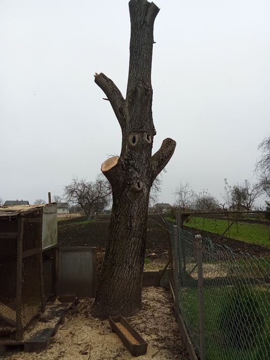 Стовбур горіха приблизна висота 5 метрів