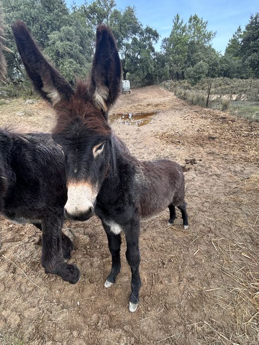 Burro jovem 6 meses – muito meigo