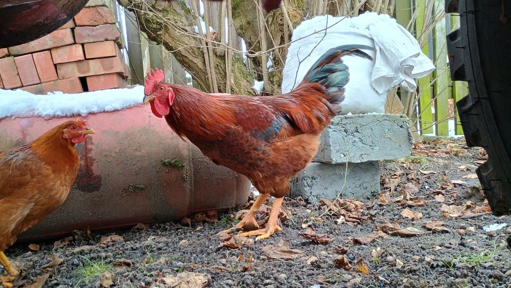 Koguty chowane od jajka