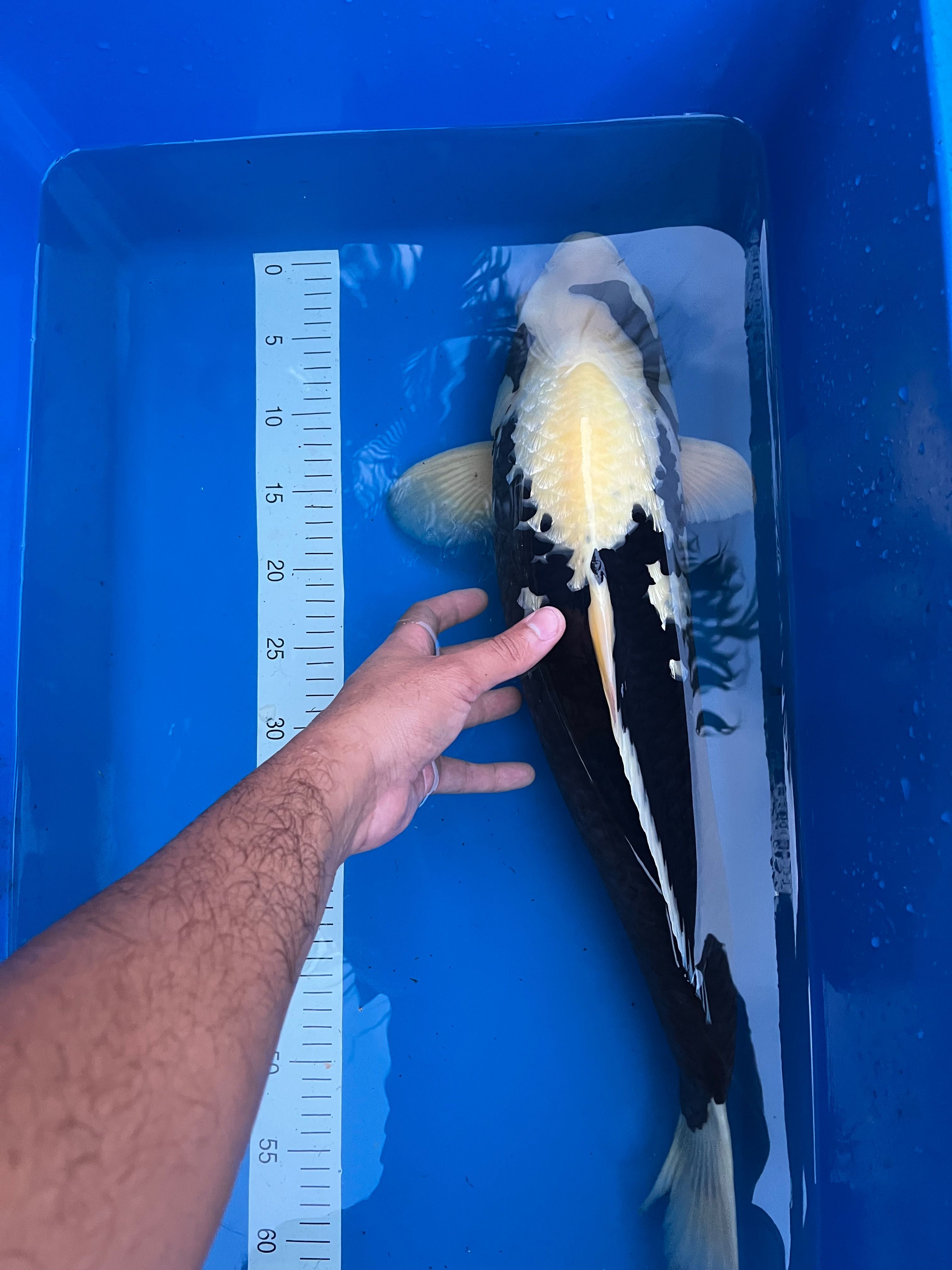 koi matsukawabake 65 cm