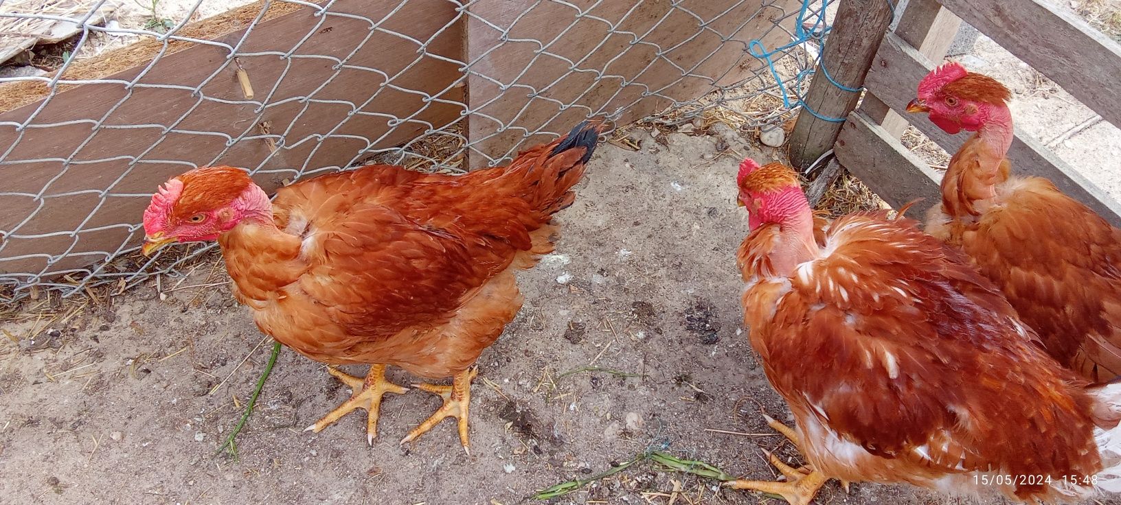 Meio frango do campo 15 € cada um