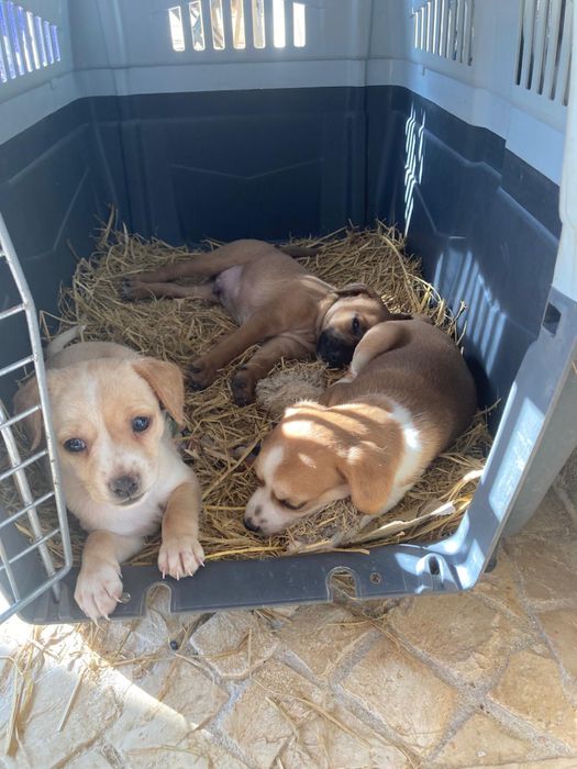 Cachorros procuram nova familia