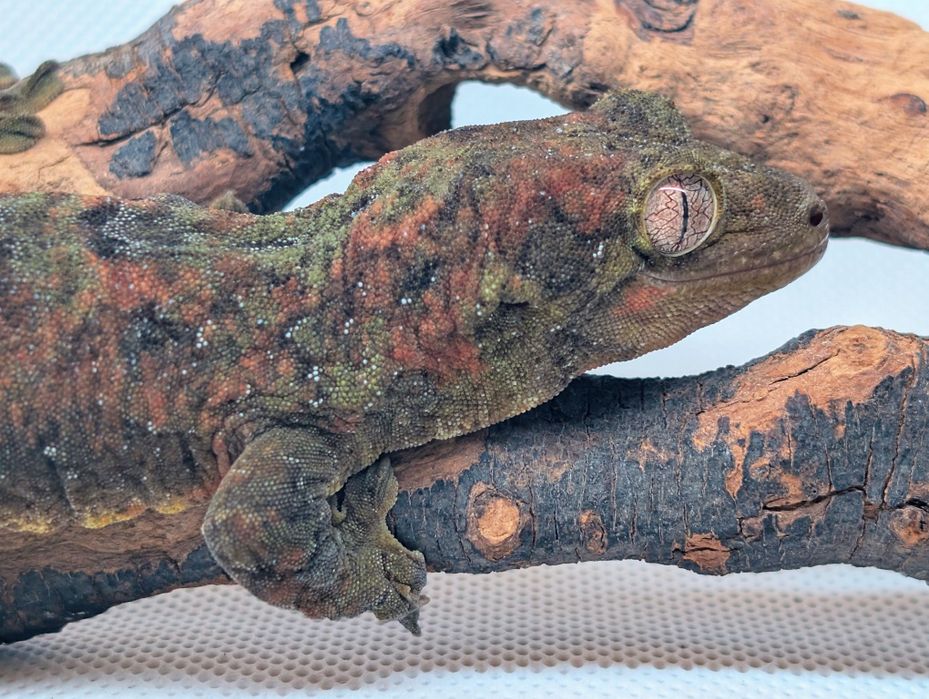 Gekon omszały samiec maindland Black week