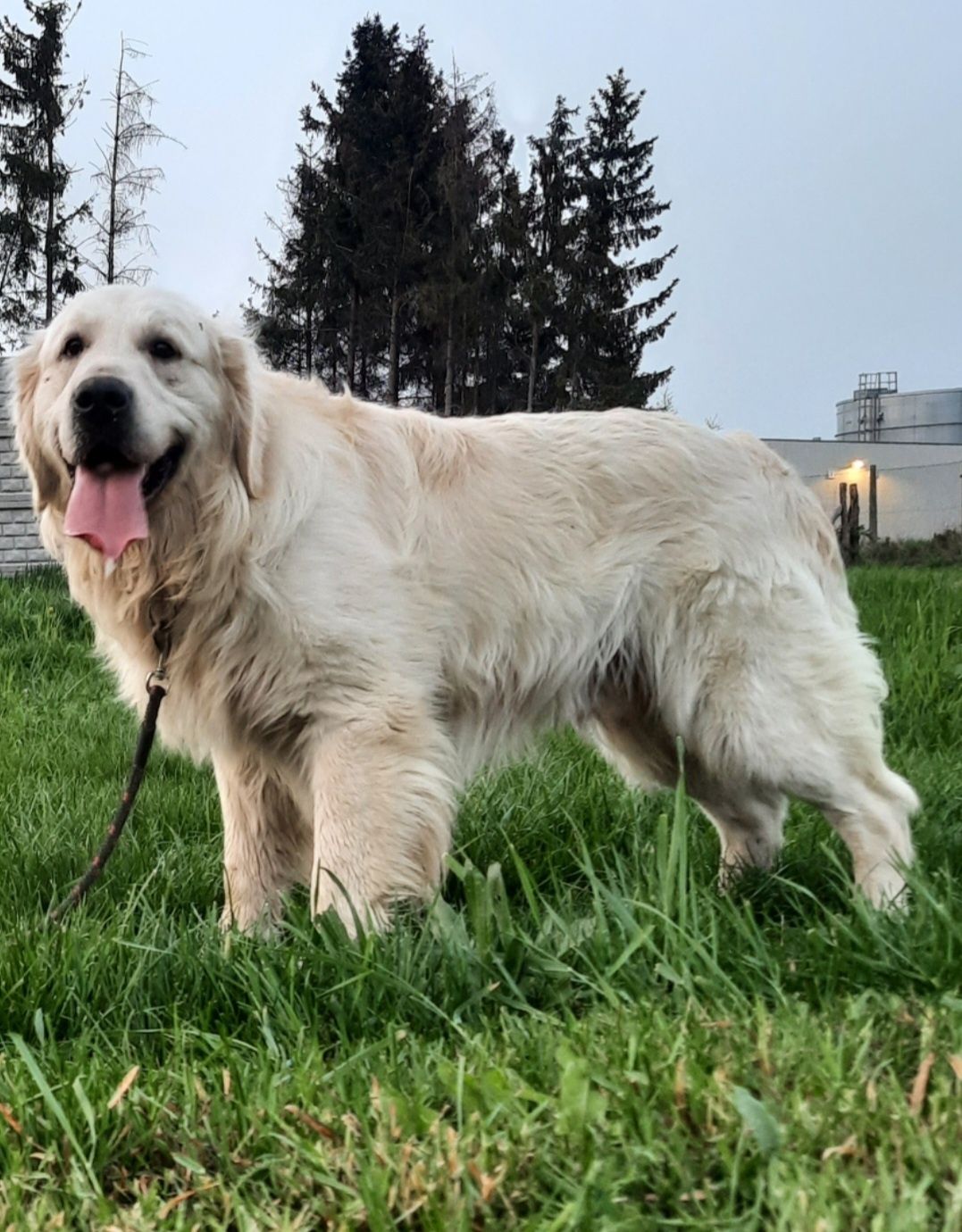 Golden Retriever piesek 17 miesięcy