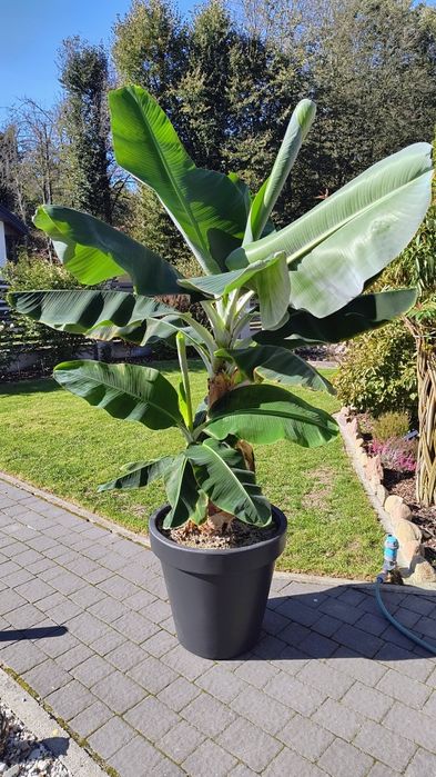 Roślina egzotyczna: Banan
