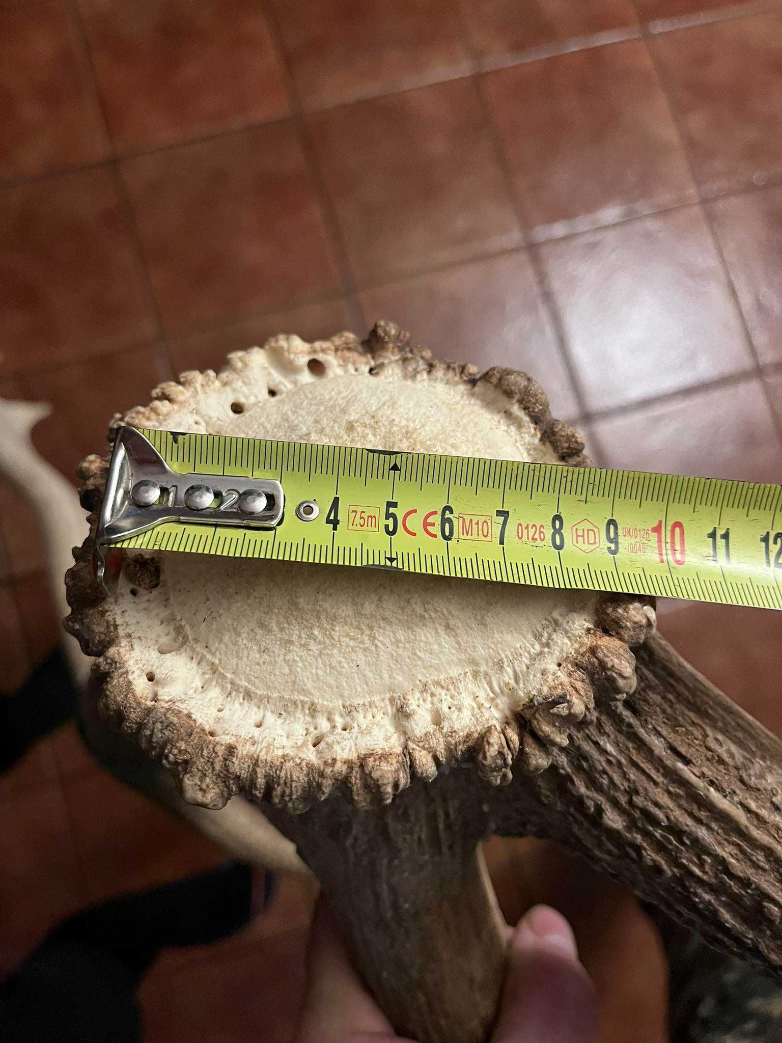 Poroża jelenia kanadyjskiego 14,40kg