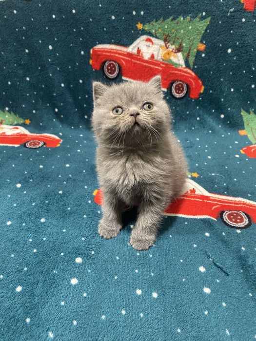 Продам чистокровних шотландських плюшевих кошенят