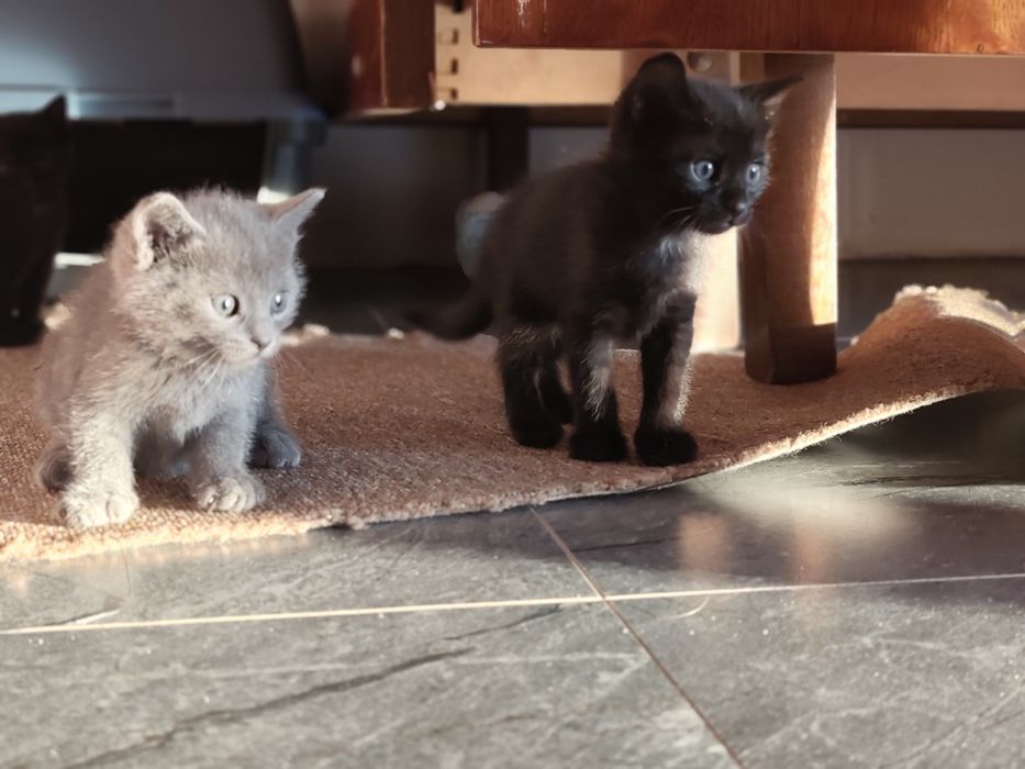 Котенята бомбейської породи, безкоштовно