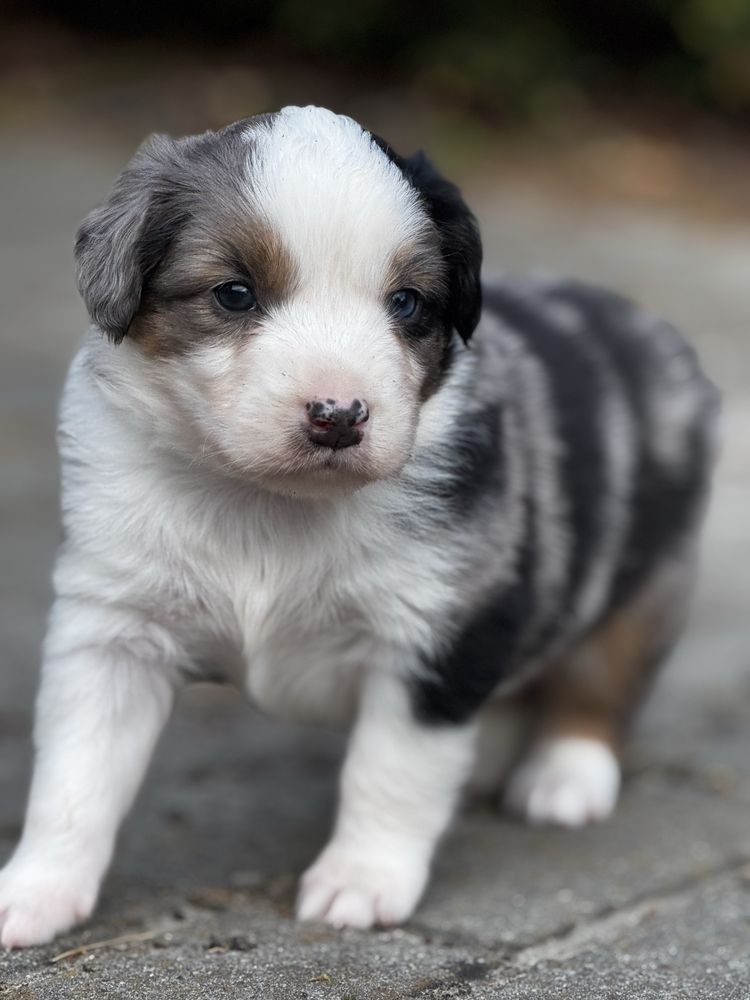 Amerykański owczarek miniaturowy- MAS - Mini Aussie- piesek FCI