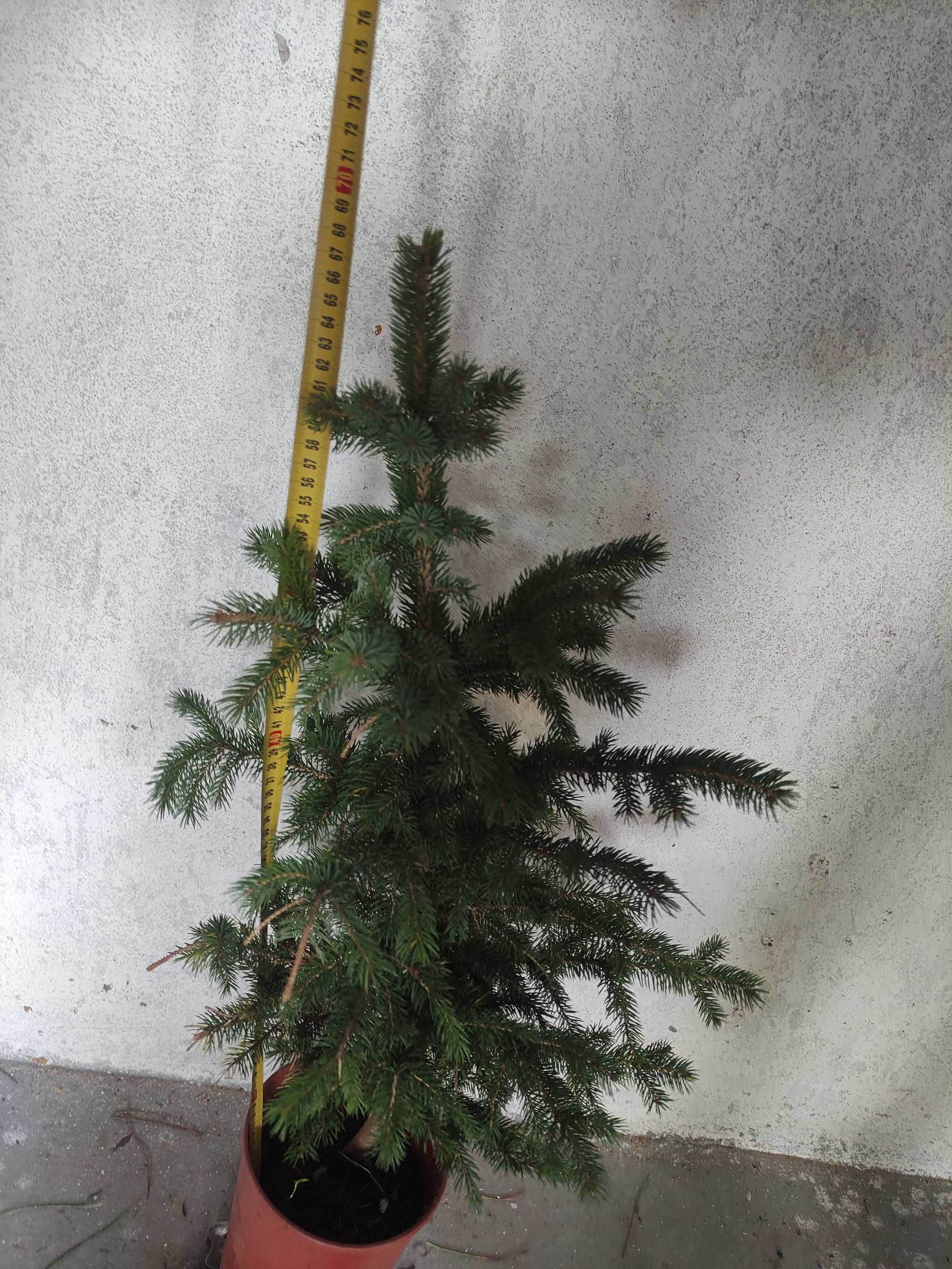 Świerk srebrny sadzonka 80cm doniczka