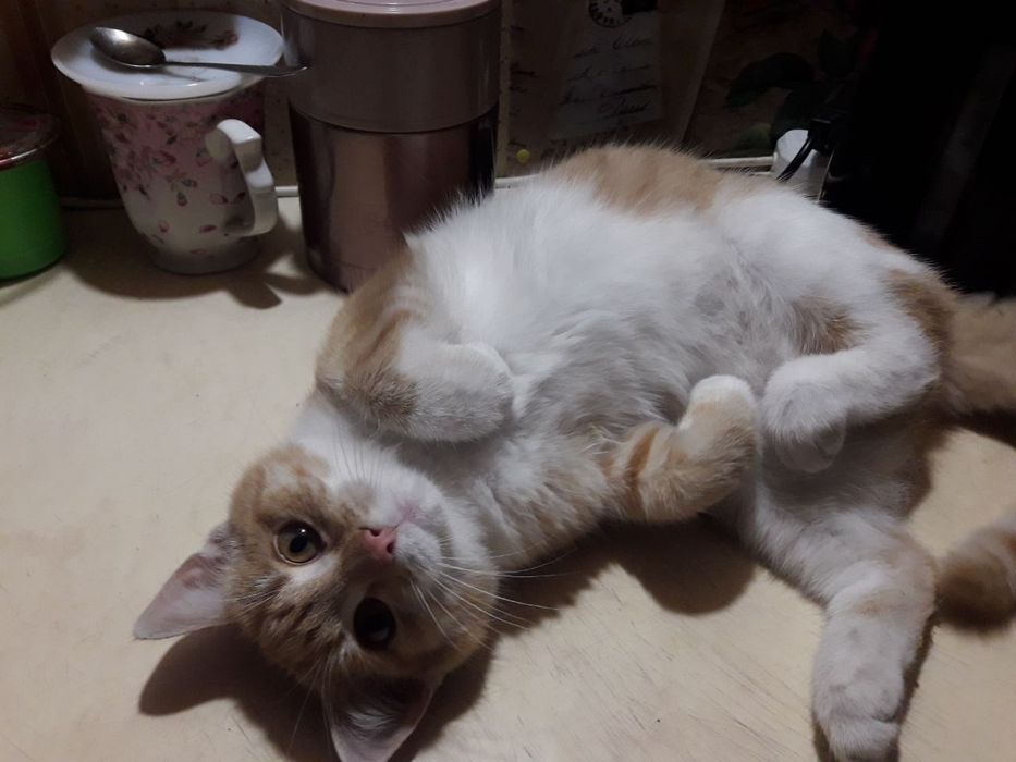 Отдам в добрые руки мальчика