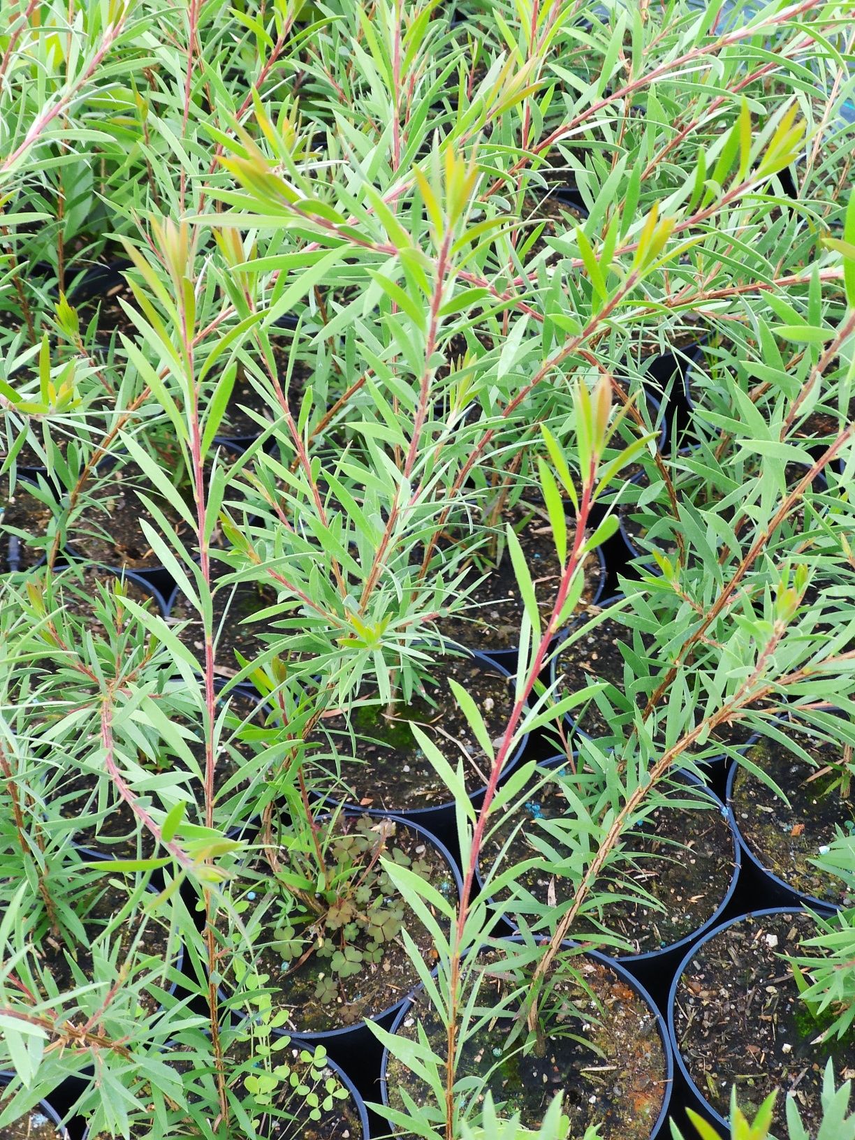 Limpa Garrafas Rosa (Callistemon "Mauve Mist")