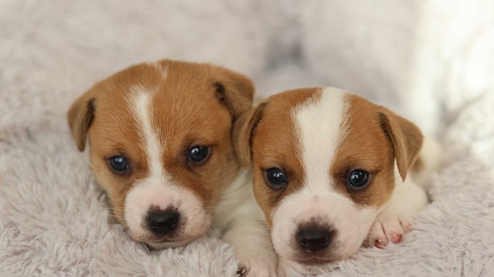 Piesek Jack Russell Terrier/BREFIO-/badania genet.