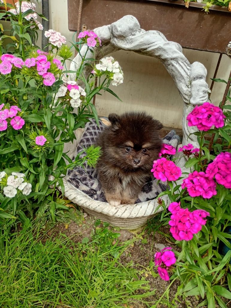 Szpic miniaturowy pomeranian chłopak