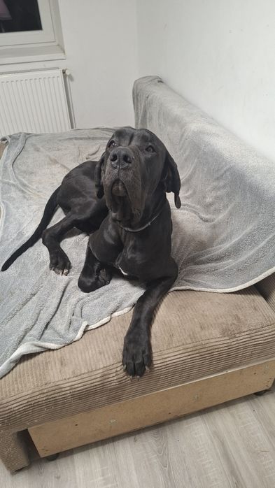 Dog niemiecki za darmo