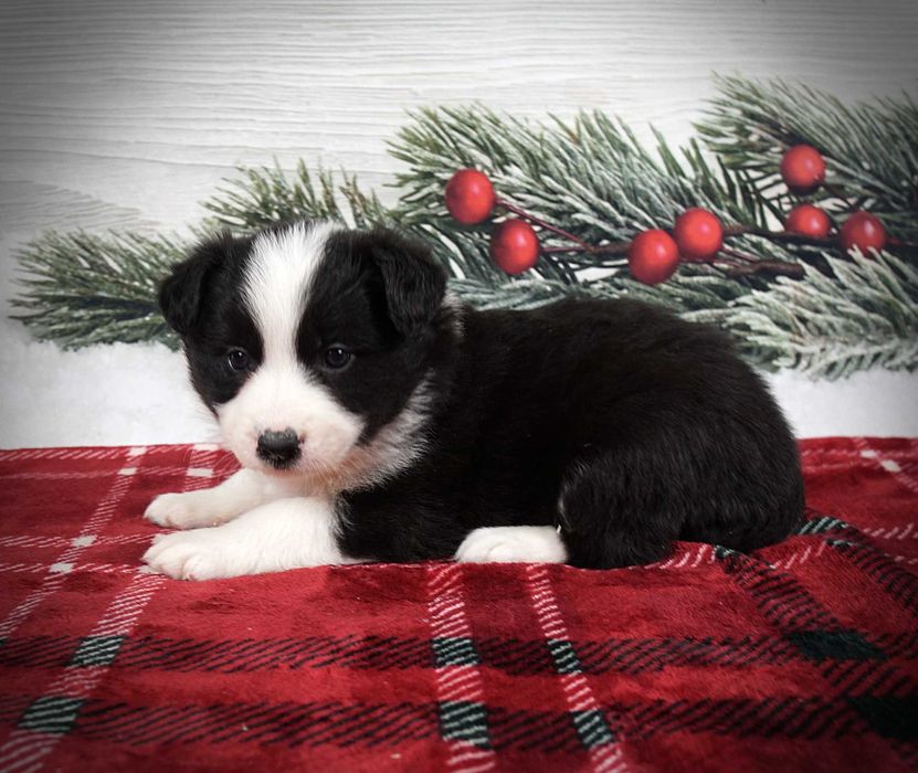 Border collie suczka czarno biała po zdrowych rodzicach