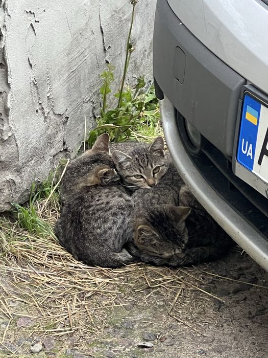 Віддамо в добрі руки