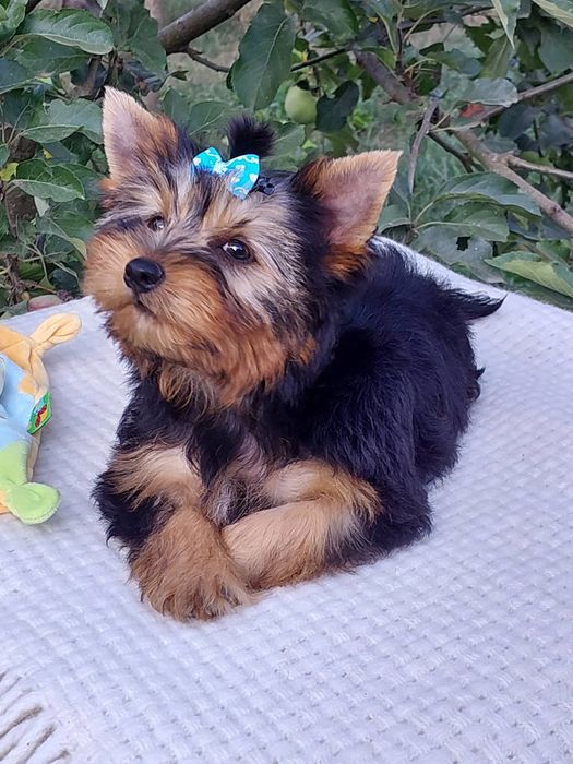 Щеночки Йорка к празднику